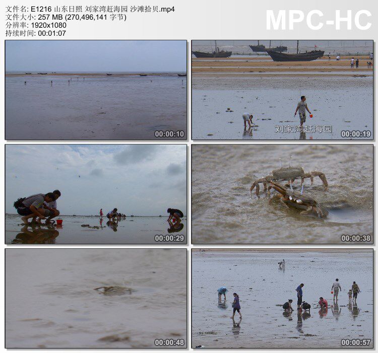 山东日照刘家湾赶海园沙滩拾贝 实拍视频素材