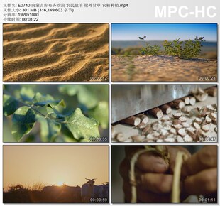 内蒙古库布齐沙漠农民放羊 梁外甘草农耕种植 高清实拍视频素材