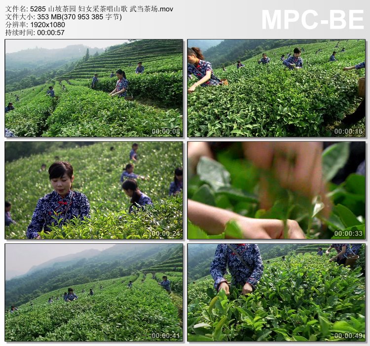 山坡茶园 妇女采茶唱山歌 武当茶场 实拍视频素材