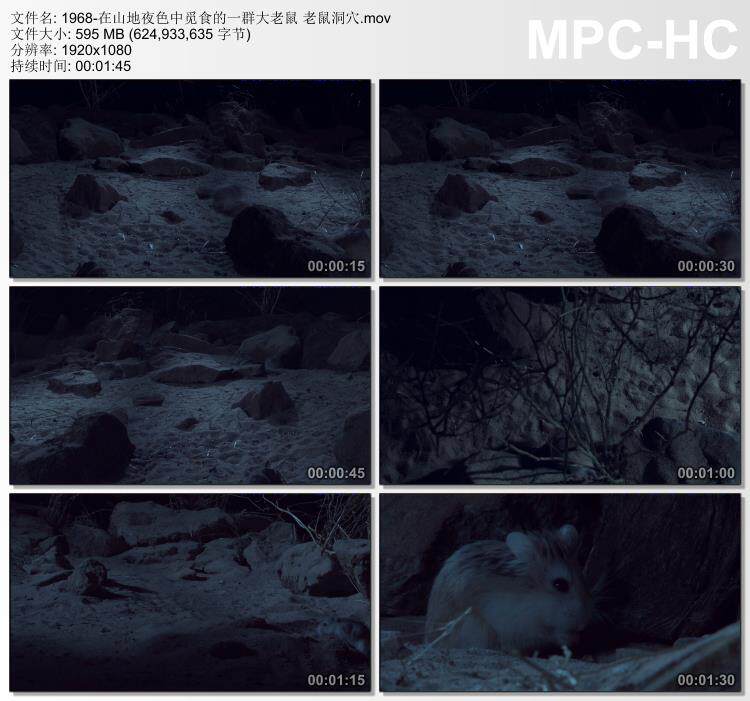 在山地夜色中觅食的一群大老鼠老鼠洞穴 实拍视频素材