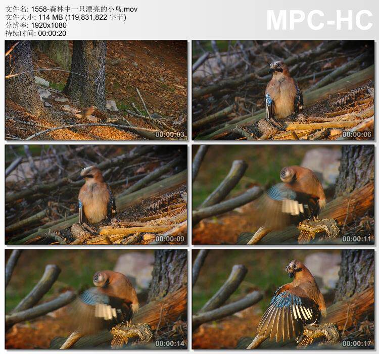 森林中一只漂亮的小鸟 高清实拍视频素材