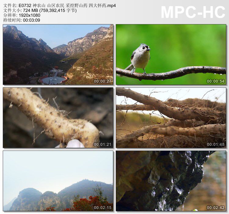 神农山 山区农民采挖野山药四大怀药 高清实拍视频素材