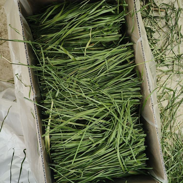 22年头茬箱装烘干提摩西干草兔子