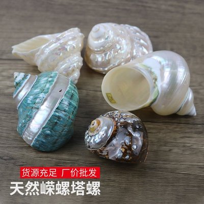 寄居蟹替换壳特大10-11厘米A级夜光嵘螺炫彩光泽天然贝壳海螺