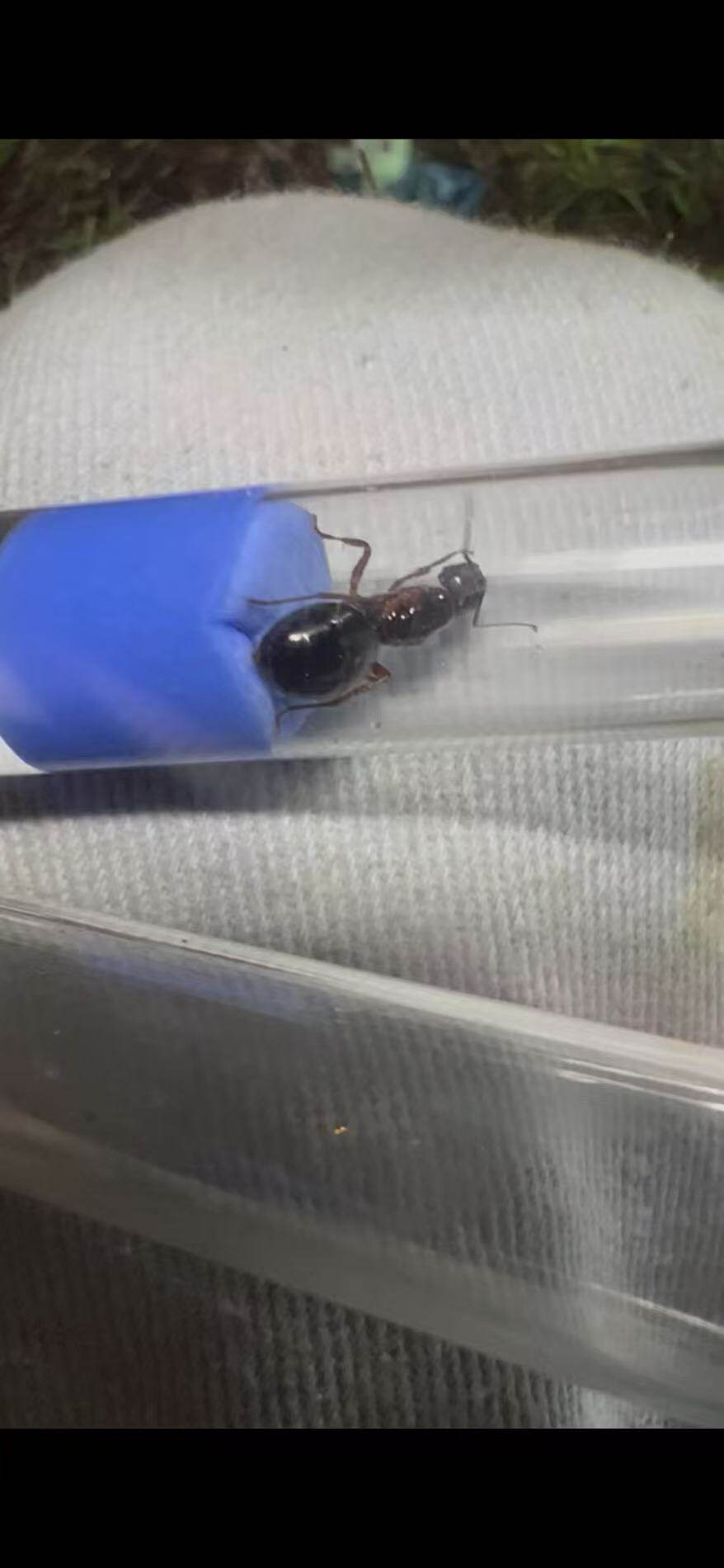 Гуансийский большеголовый горбоносый муравей Camponotus largiceps через 26 лет после появления новой королевы Изображение 1