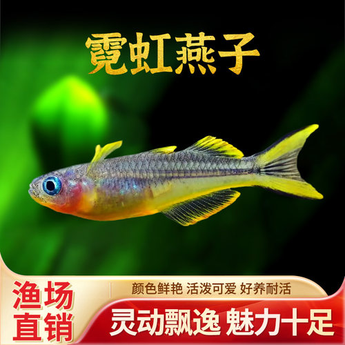 霓虹燕子灯科活体观赏鱼草缸