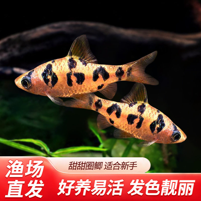 圈圈鲫鱼甜甜圈鲫热带鱼小型观赏鱼草缸群游进口淡水鱼群游鱼活体