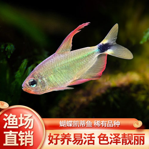 蝴蝶凯蒂鱼热带淡水鱼好养耐活