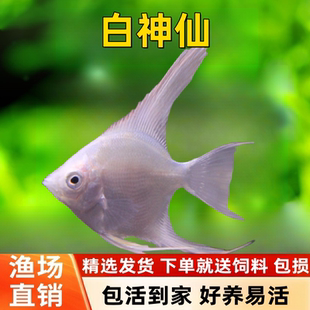 白神仙鱼秘鲁燕子鱼热带鱼观赏鱼活体鱼三色神仙熊猫神仙水族新手