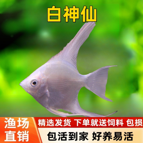 神仙鱼热带淡水鱼好养耐活