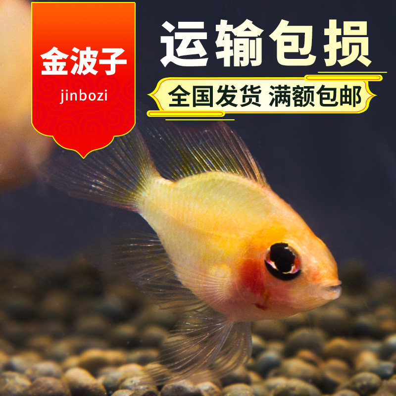 阿凡达活体小型热带观赏鱼