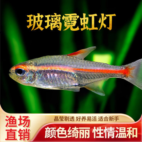 红灯管鱼玻璃霓虹灯淡水草缸