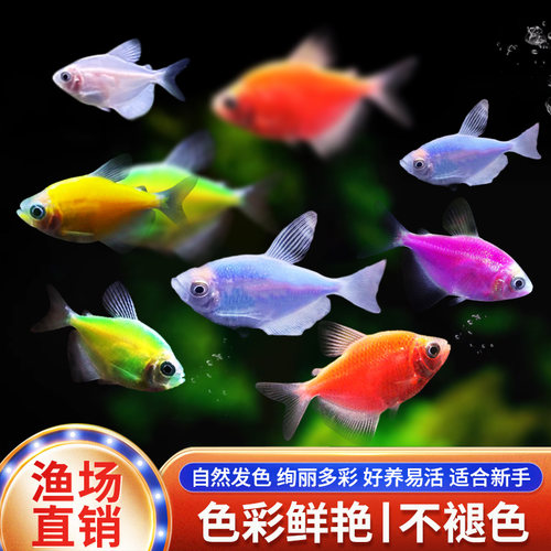 天使鱼七彩鱼柠檬青苹果红天使