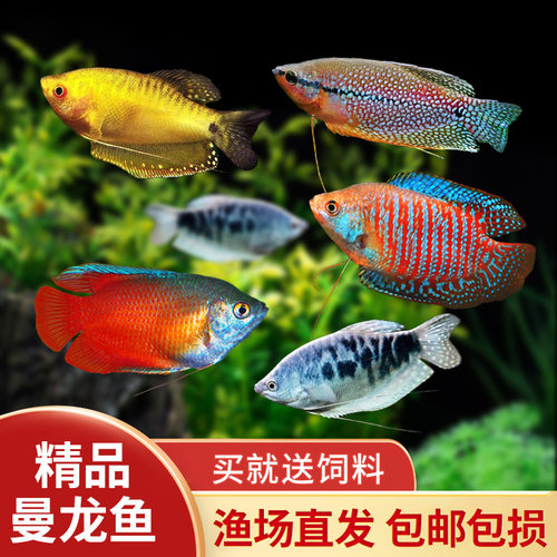 曼龙鱼淡水热带观赏鱼黄蓝曼龙鱼