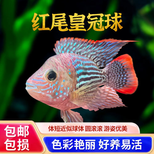 红尾皇冠慈鲷鱼迷你皮实混养