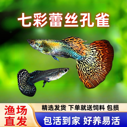 七彩蕾丝孔雀鱼纯种观赏鱼