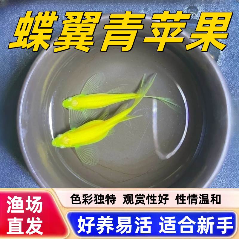 蝶翼斑马鱼长尾荧光糖果小型热带淡水观赏鱼活体鱼苗冷水彩色小鱼