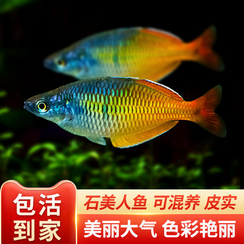 石美人鱼热带淡水鱼好养耐活