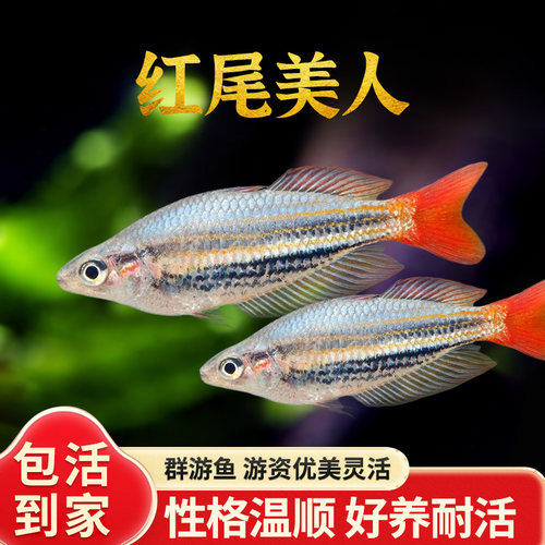 红尾美人鱼易养热带淡水鱼