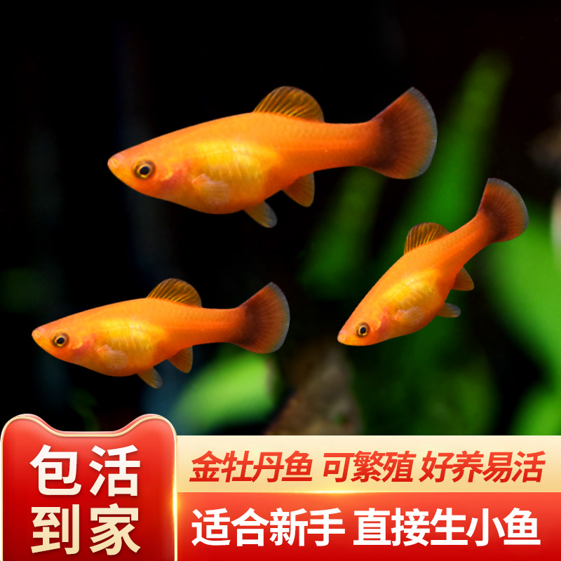 金牡丹鱼热带淡水鱼直接生小鱼