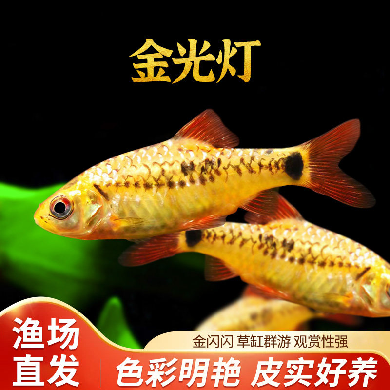 金光灯鱼红绿灯科鱼小型鱼淡水鱼热带鱼新手好养观赏鱼水族活体鱼
