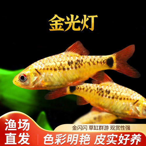 金光灯科小型热带淡水鱼新手好养
