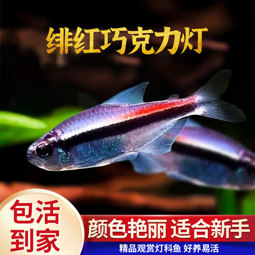 绯红巧克力霓虹小型灯鱼