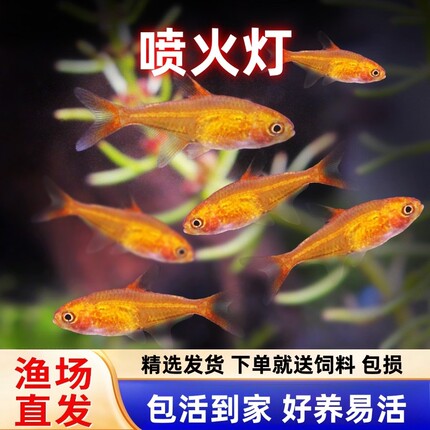 喷火灯小型鱼热带鱼淡水灯鱼火焰灯鱼草缸鱼群游宠物活体包邮包活