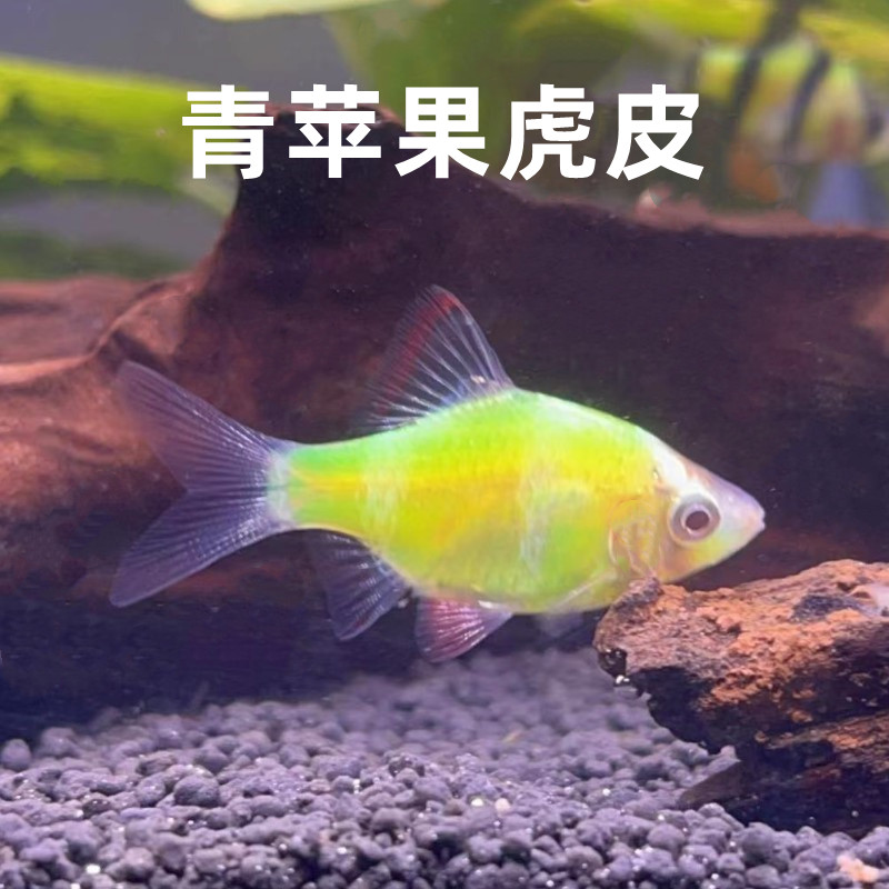 虎皮鱼青苹果虎皮活体热带鱼淡水小型鱼观赏宠物鱼群游好饲养耐活
