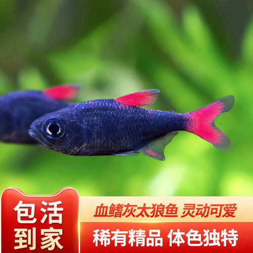 灰太狼热带淡水鱼好养耐活