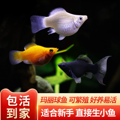 胎生鱼热带淡水鱼好养耐活