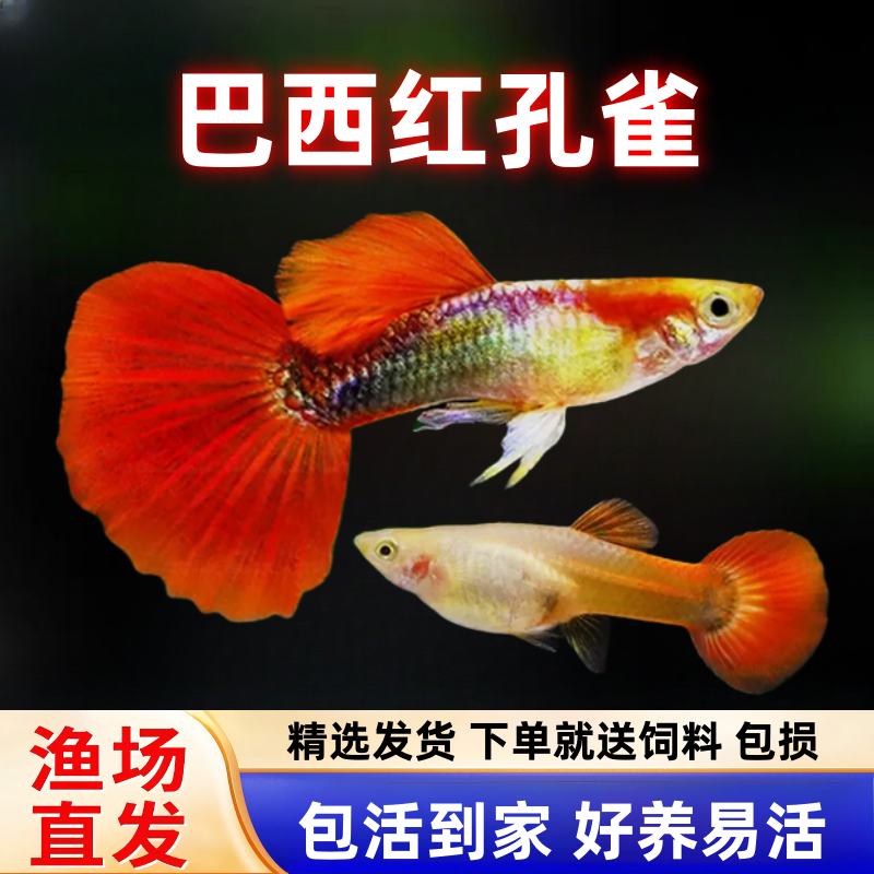 巴西红扇孔雀鱼纯种直接生小鱼