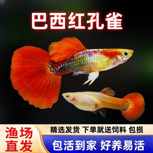 巴西红扇孔雀鱼纯种凤尾鱼直接生小鱼待产下崽狂魔胎生好养耐鱼苗