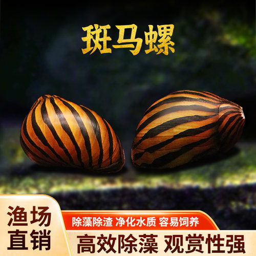 斑马苹果螺除藻观赏鱼缸包活