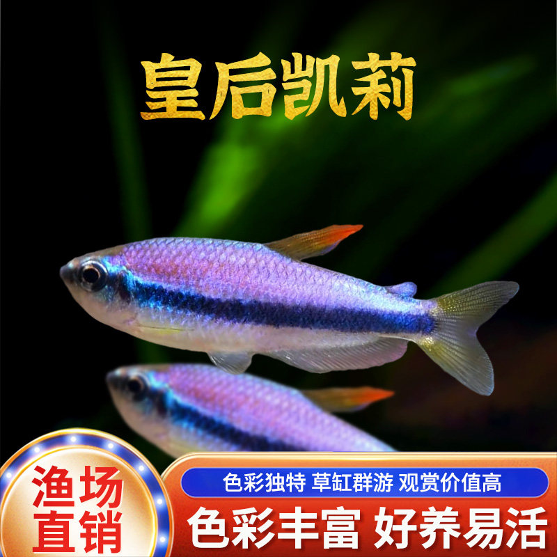 皇后凯莉灯鱼南美小型鱼热带观赏鱼电光凯蒂超级蓝国王凯丽灯活体,宠物/宠物食品及用品,鱼,淘宝优惠券,粉丝福利购,淘宝优惠卷