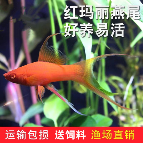红玛丽热带淡水鱼好养耐活