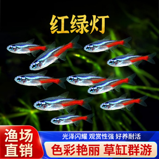 红绿灯鱼热带观赏鱼灯科鱼好养草缸群游小型鱼活体淡水斑马宝莲灯