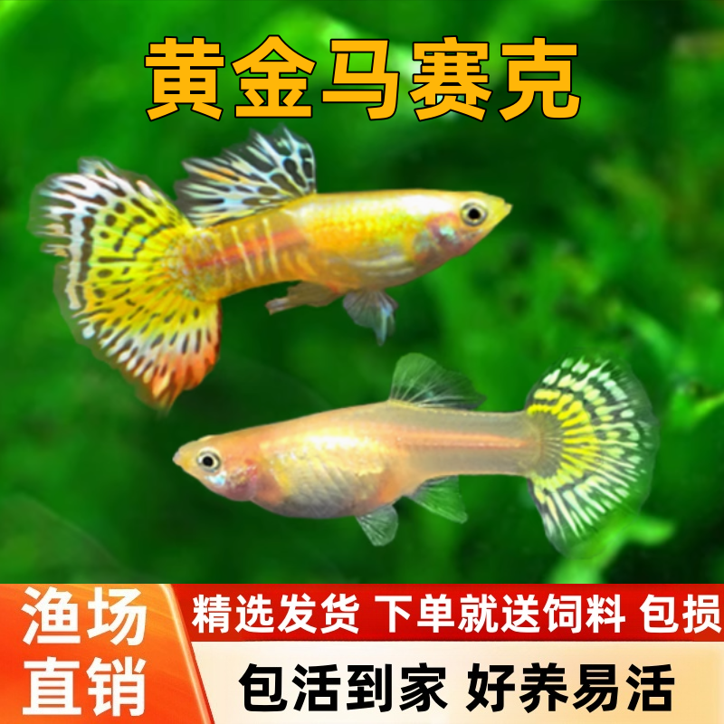 黄金马赛克孔雀观赏鱼活体热带小型淡水好养耐活红绿灯斑马凤尾鱼