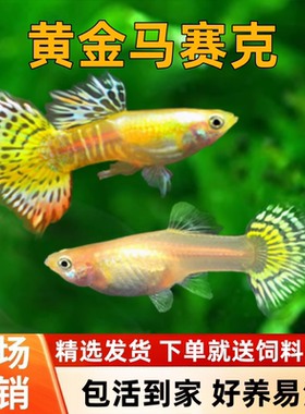 孔雀鱼热带鱼观赏鱼活体小型鱼