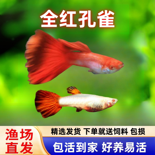 全红孔雀鱼热带观赏鱼活体