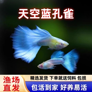 天空蓝白孔雀鱼热带观赏鱼活体练手入门凤尾鱼淡水好养耐活小型鱼