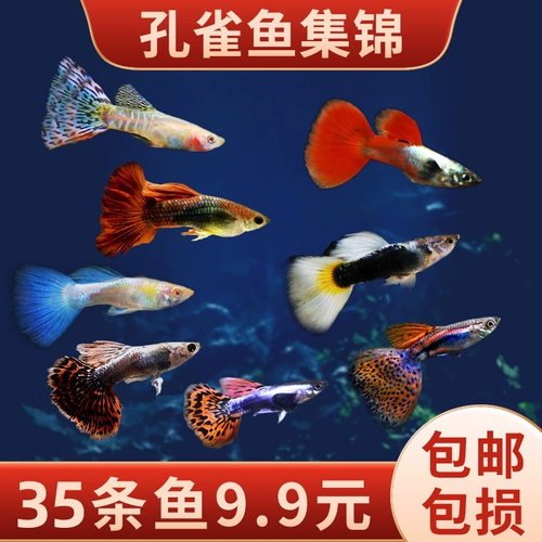 Peacock Fish Live Phoenix Fish Freshwater Group Group Pets Goldfish Чисты