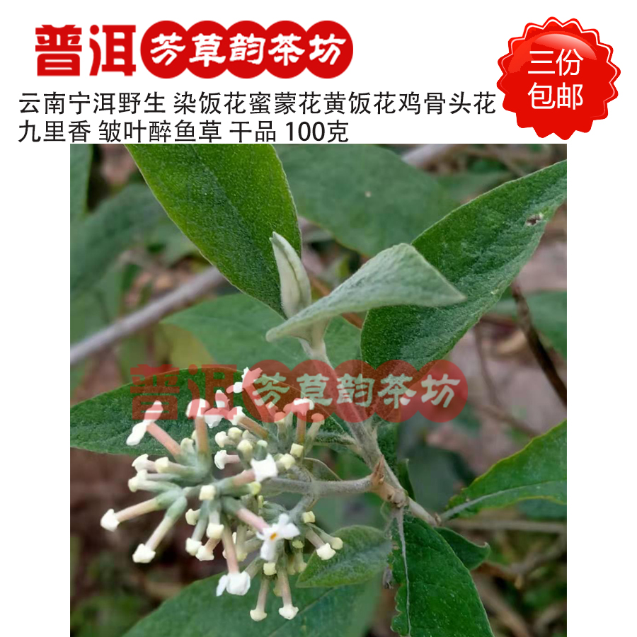 云南宁洱特产染饭花100克三份包邮黄饭花蜜蒙花鸡骨头花九里香皱