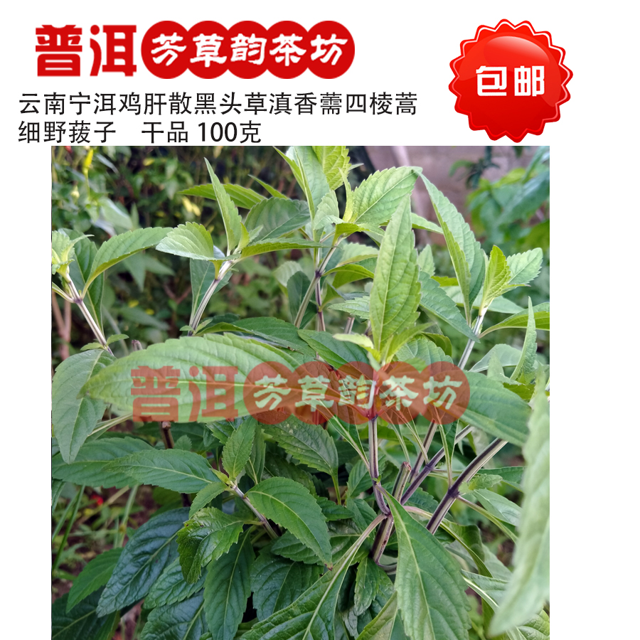 云南宁洱特产鸡肝散100克包邮黑头草滇香薷四棱蒿细野菝子