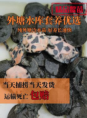 甲鱼苗外塘中华鳖苗水鱼杂交苗龟苗小王八苗包活基地直供龙鱼饲料