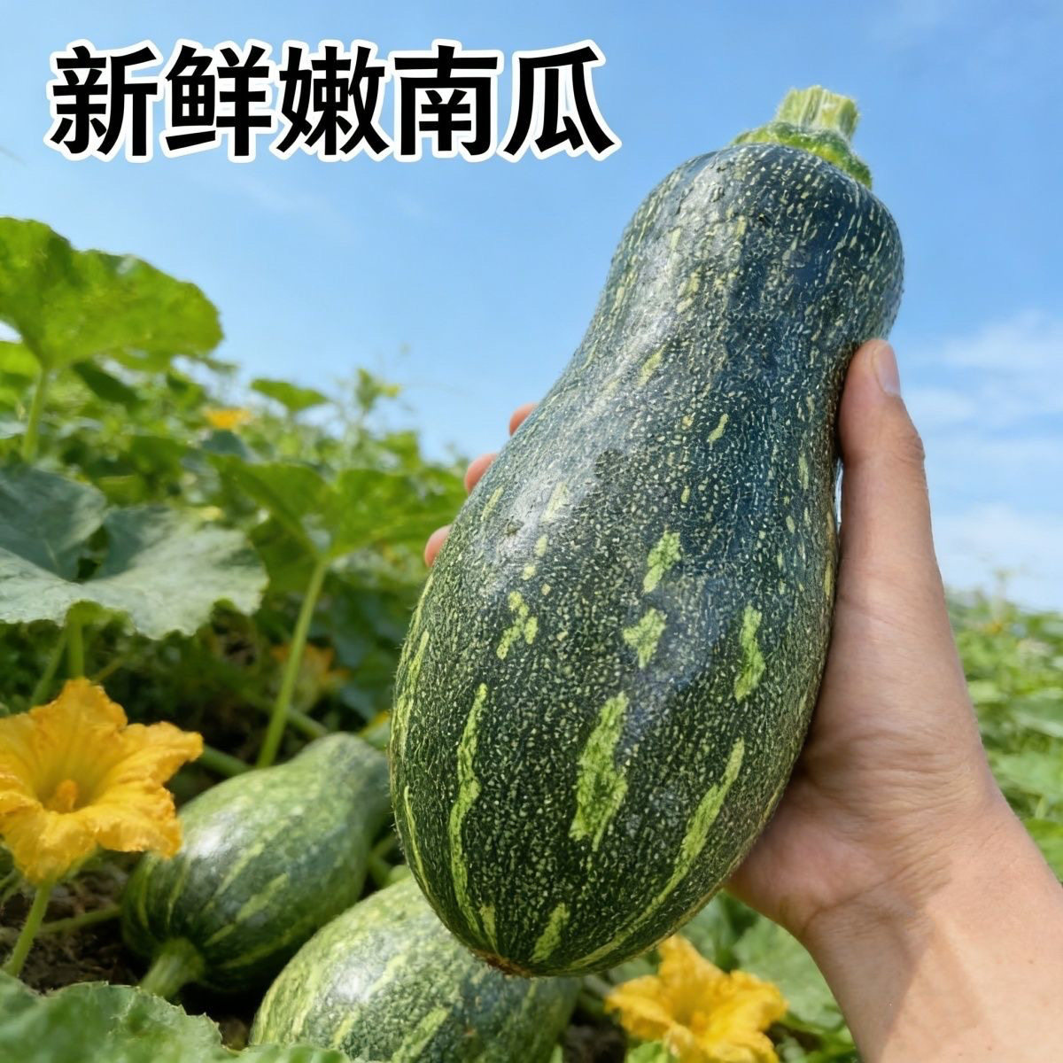 云南现摘嫩南瓜新鲜蔬菜倭瓜菜花皮南瓜炒菜包子馅醋溜小南瓜
