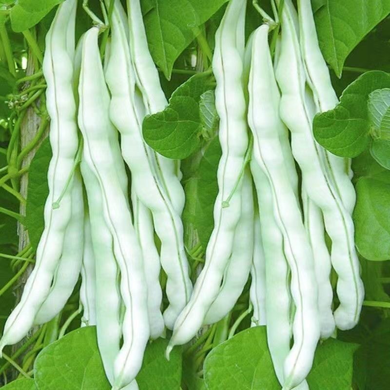 云南新鲜白芸豆新鲜蔬菜扁豆角白不老