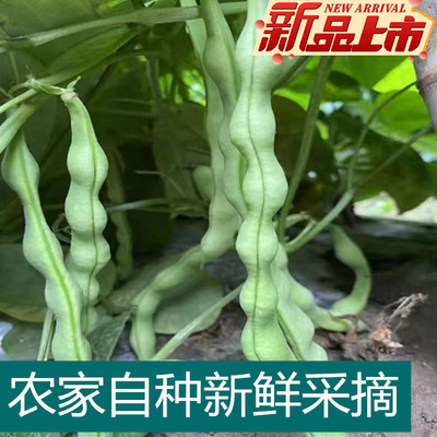 云南农家新鲜四季豆新鲜绿豆棒豆