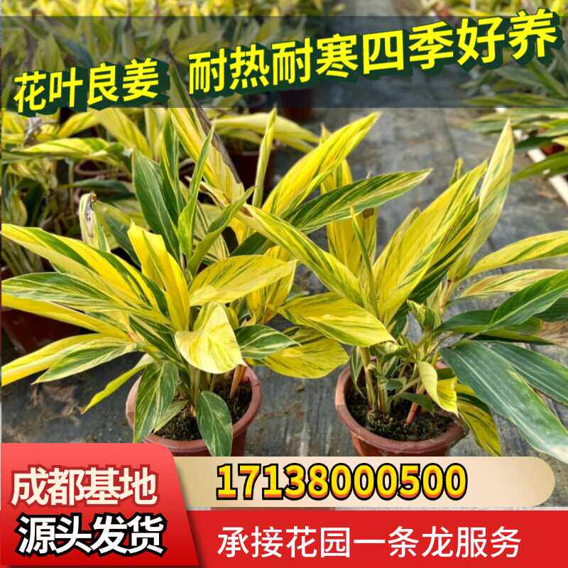 成都花叶良姜彩叶姜常绿观叶绿植花卉盆栽阳台庭院园林绿化工程苗