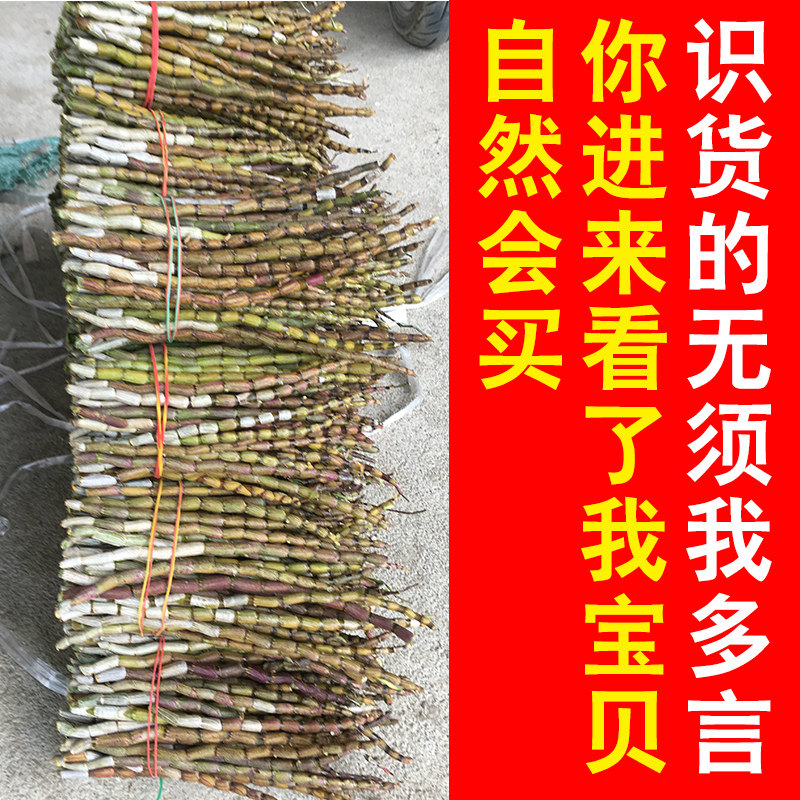 新鲜铁皮石斛野生种源 正宗霍山铁皮石斛鲜条250g特产 养生石斛茶